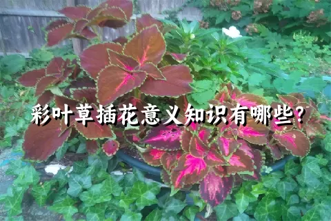 彩叶草插花意义知识有哪些？