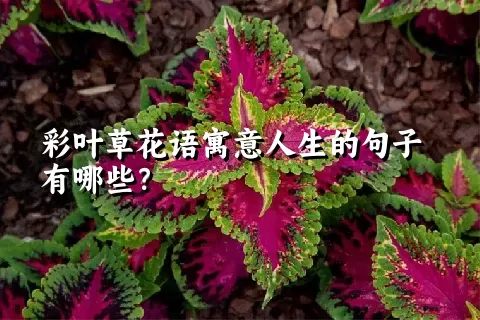 彩叶草花语寓意人生的句子有哪些？