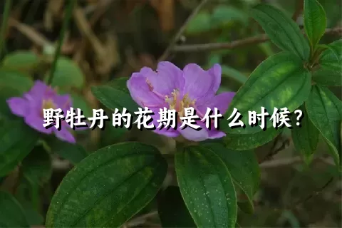 野牡丹的花期是什么时候？