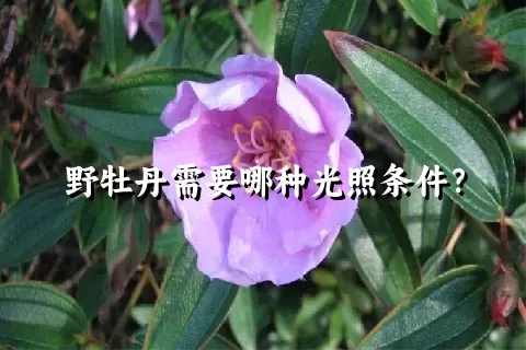 野牡丹需要哪种光照条件？