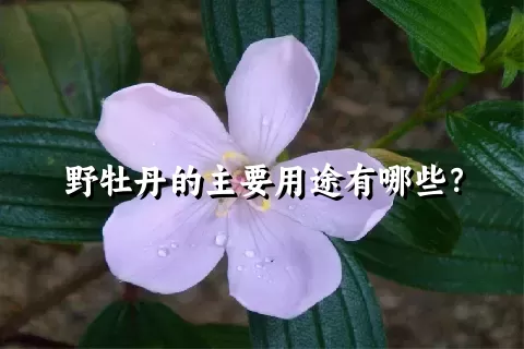 野牡丹的主要用途有哪些？