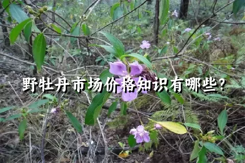 野牡丹市场价格知识有哪些？