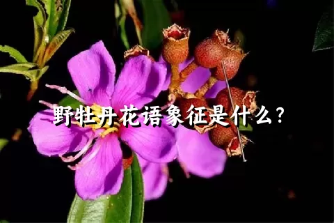 野牡丹花语象征是什么？