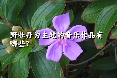 野牡丹为主题的音乐作品有哪些？
