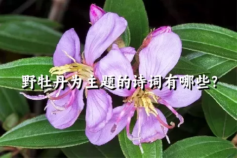 野牡丹为主题的诗词有哪些？