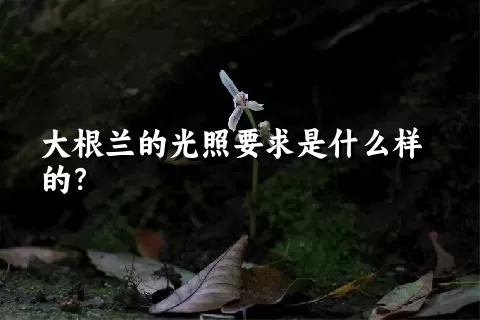 大根兰的光照要求是什么样的？