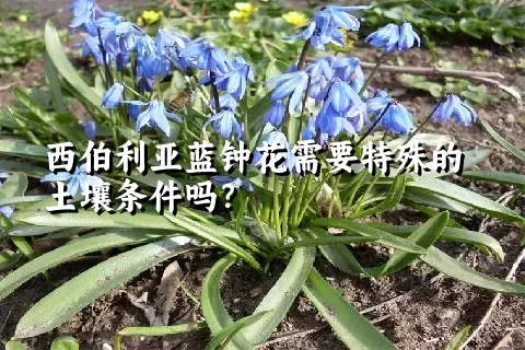 西伯利亚蓝钟花需要特殊的土壤条件吗？