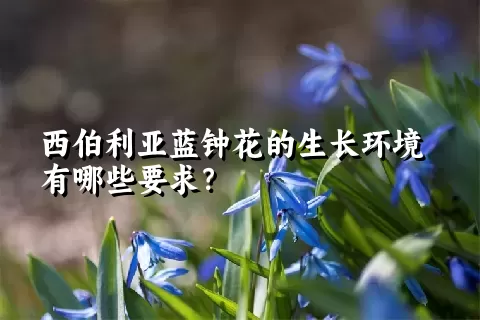西伯利亚蓝钟花的生长环境有哪些要求？