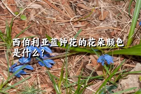 西伯利亚蓝钟花的花朵颜色是什么？