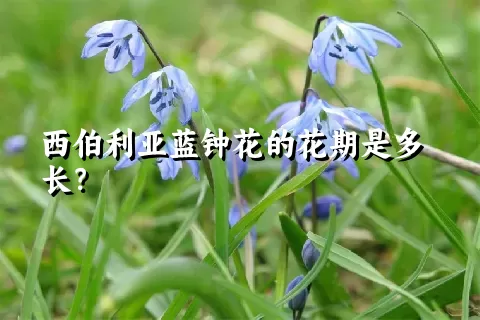 西伯利亚蓝钟花的花期是多长？