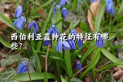 西伯利亚蓝钟花的特征有哪些？