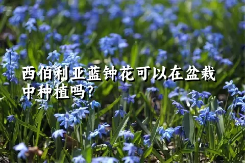 西伯利亚蓝钟花可以在盆栽中种植吗？