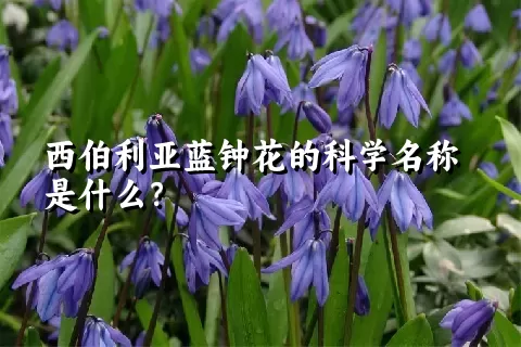 西伯利亚蓝钟花的科学名称是什么？