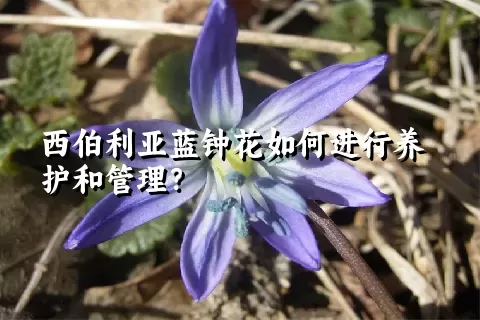 西伯利亚蓝钟花如何进行养护和管理？