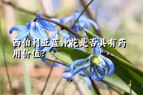 西伯利亚蓝钟花是否具有药用价值？