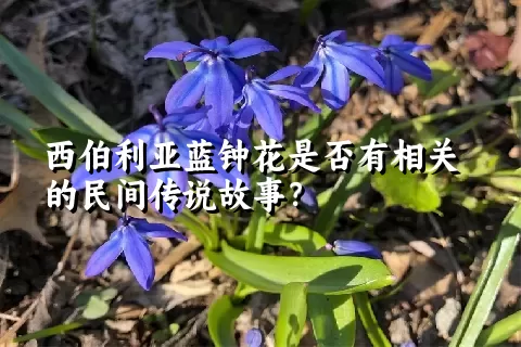 西伯利亚蓝钟花是否有相关的民间传说故事？