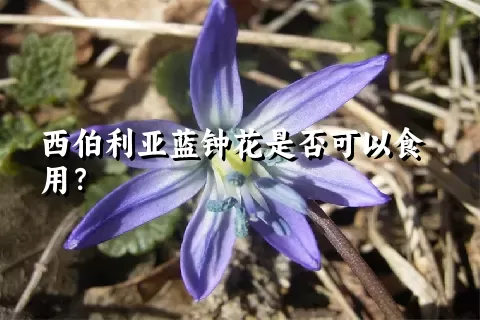 西伯利亚蓝钟花是否可以食用？