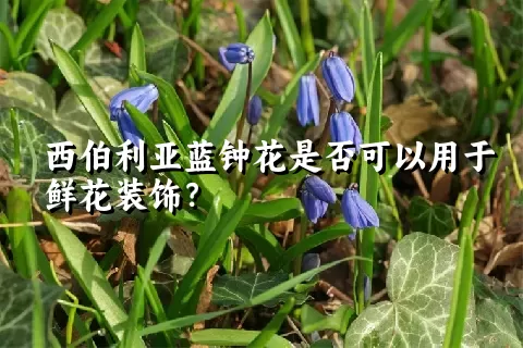 西伯利亚蓝钟花是否可以用于鲜花装饰？