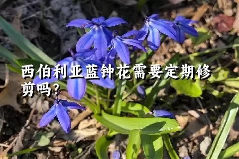 西伯利亚蓝钟花需要定期修剪吗？
