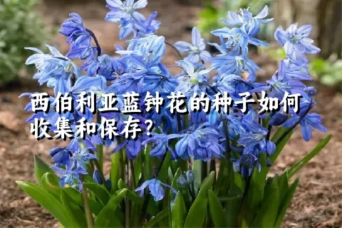 西伯利亚蓝钟花的种子如何收集和保存？