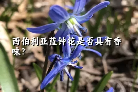 西伯利亚蓝钟花是否具有香味？