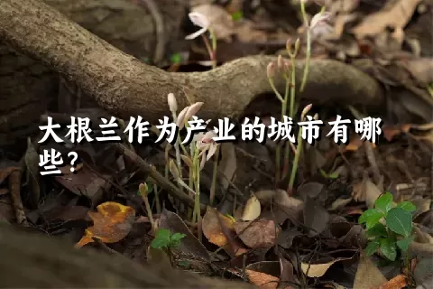 大根兰作为产业的城市有哪些？