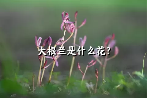 大根兰是什么花？