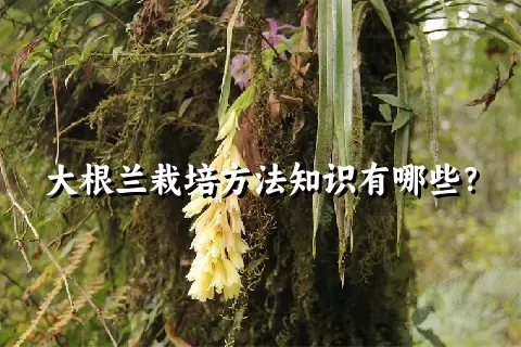 大根兰栽培方法知识有哪些？