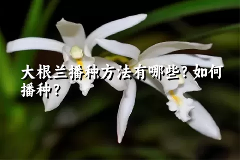 大根兰播种方法有哪些？如何播种？