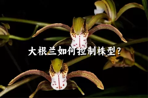 大根兰如何控制株型？