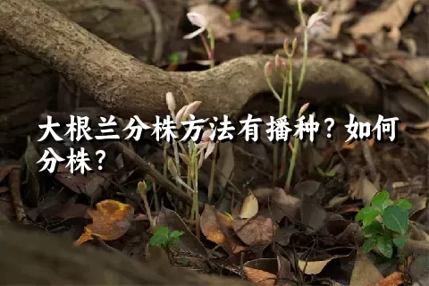 大根兰分株方法有播种？如何分株？