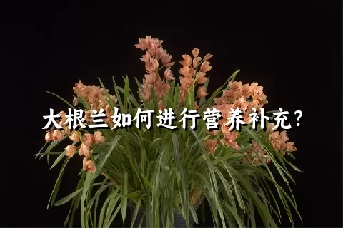 大根兰如何进行营养补充？