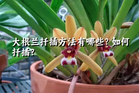 大根兰扦插方法有哪些？如何扦插？