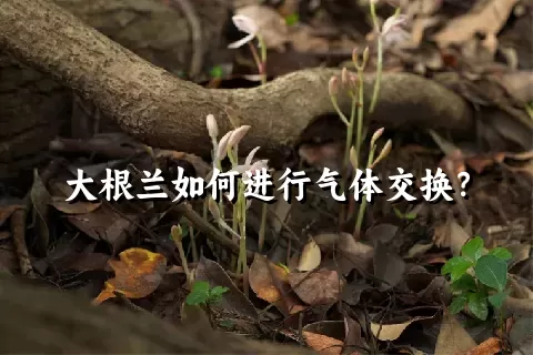 大根兰如何进行气体交换？