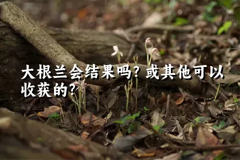 大根兰会结果吗？或其他可以收获的？