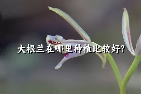 大根兰在哪里种植比较好？