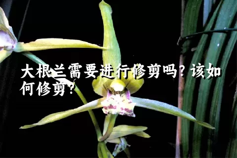 大根兰需要进行修剪吗？该如何修剪？