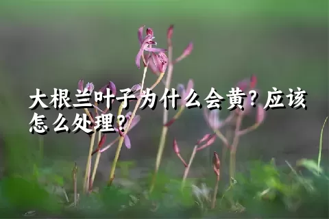 大根兰叶子为什么会黄？应该怎么处理？