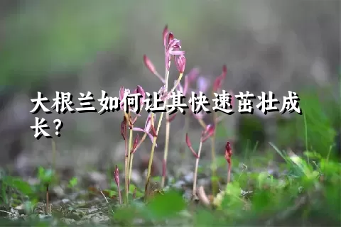 大根兰如何让其快速茁壮成长？