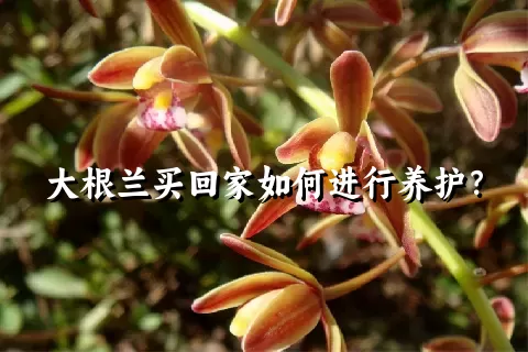 大根兰买回家如何进行养护？