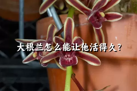 大根兰怎么能让他活得久？