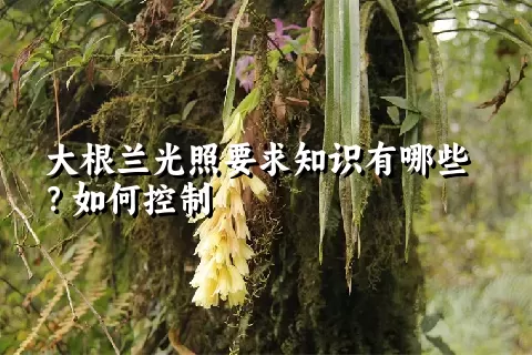大根兰光照要求知识有哪些？如何控制