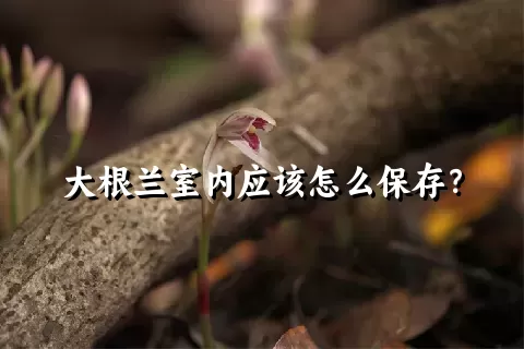 大根兰室内应该怎么保存？