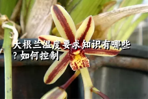 大根兰温度要求知识有哪些？如何控制