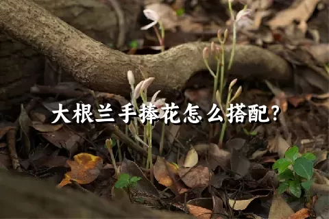 大根兰手捧花怎么搭配？