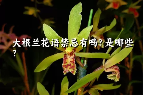 大根兰花语禁忌有吗？是哪些？