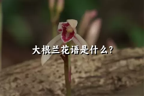 大根兰花语是什么？