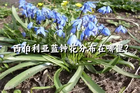 西伯利亚蓝钟花分布在哪里?
