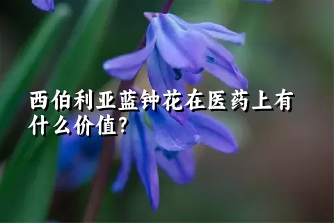 西伯利亚蓝钟花在医药上有什么价值？