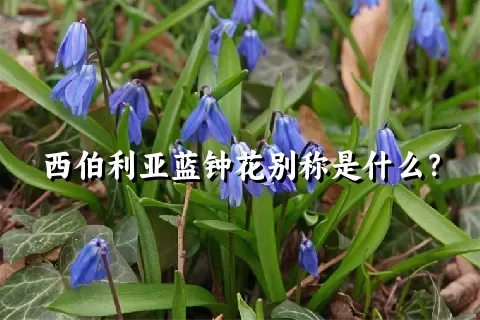 西伯利亚蓝钟花别称是什么？